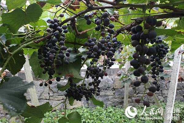 菖蒲塘村的葡萄已经成熟