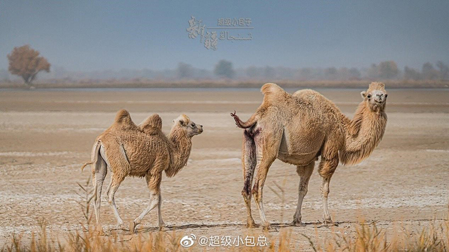 塔克拉玛干沙漠腹地的骆驼.新华网发