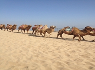 黄沙-骆驼-蓝天